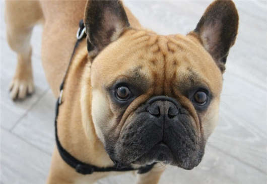 寵物移民政策,請不要將你的“寶貝”丟下 寵物移民政策,請不要將你的“寶貝”丟下