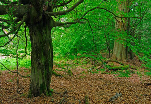 年輕的德國歷史介紹 年輕的德國歷史介紹