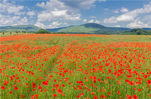 如何在德國獲得求職者居住許可證，德國居留權！